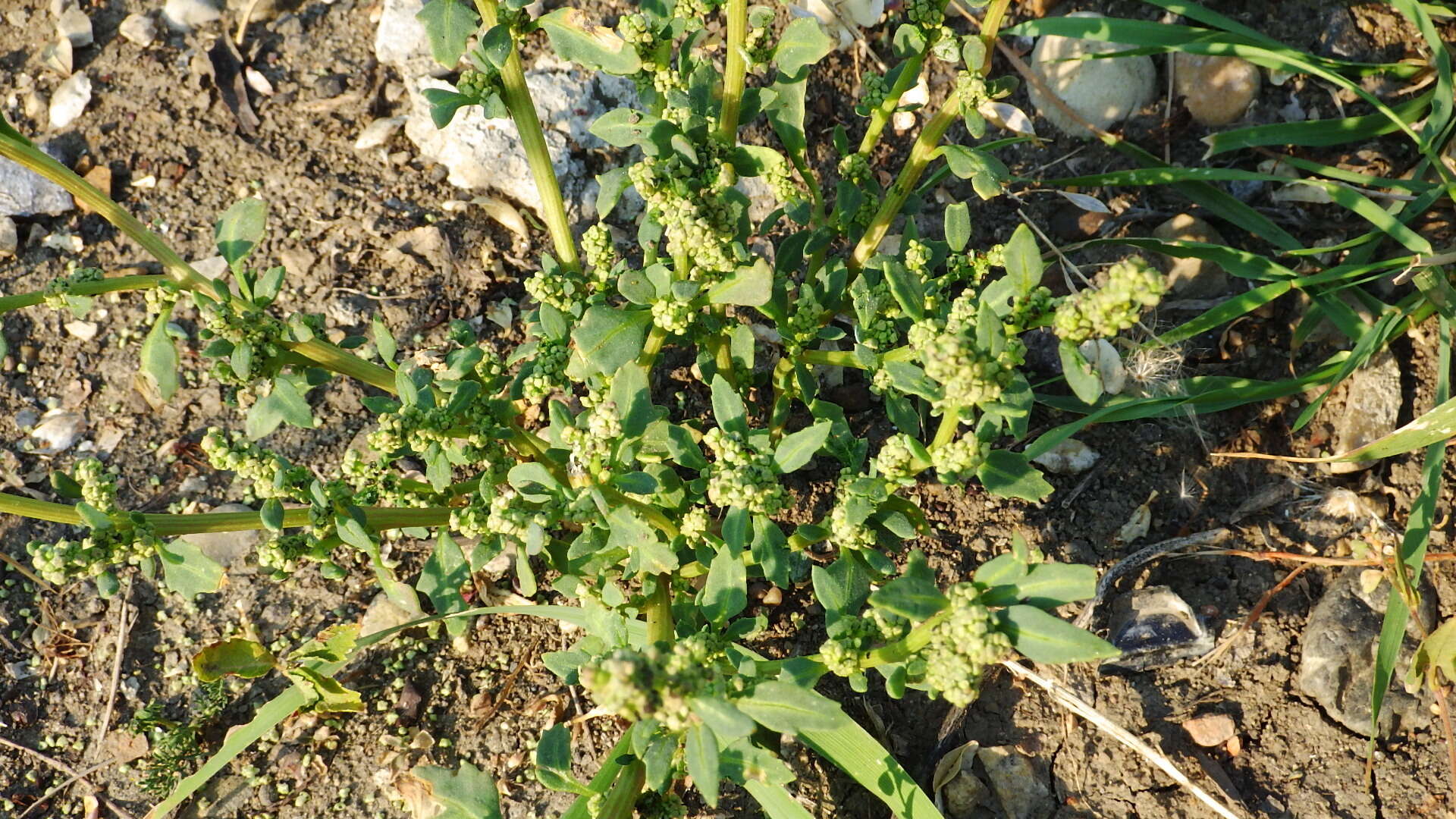 Image of Rocky Mountain goosefoot