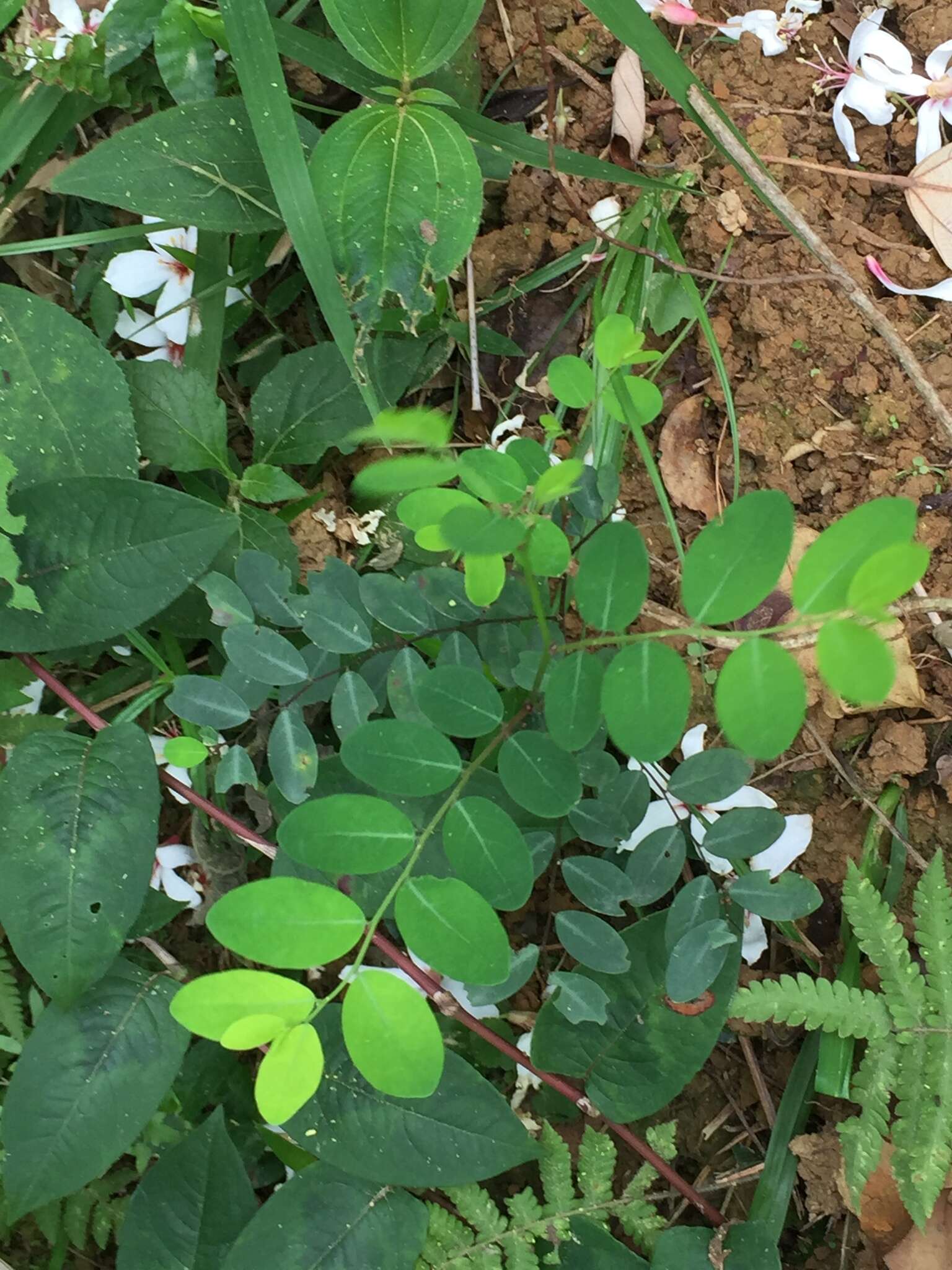 Image of Breynia vitis-idaea (Burm. fil.) C. E. C. Fisch.