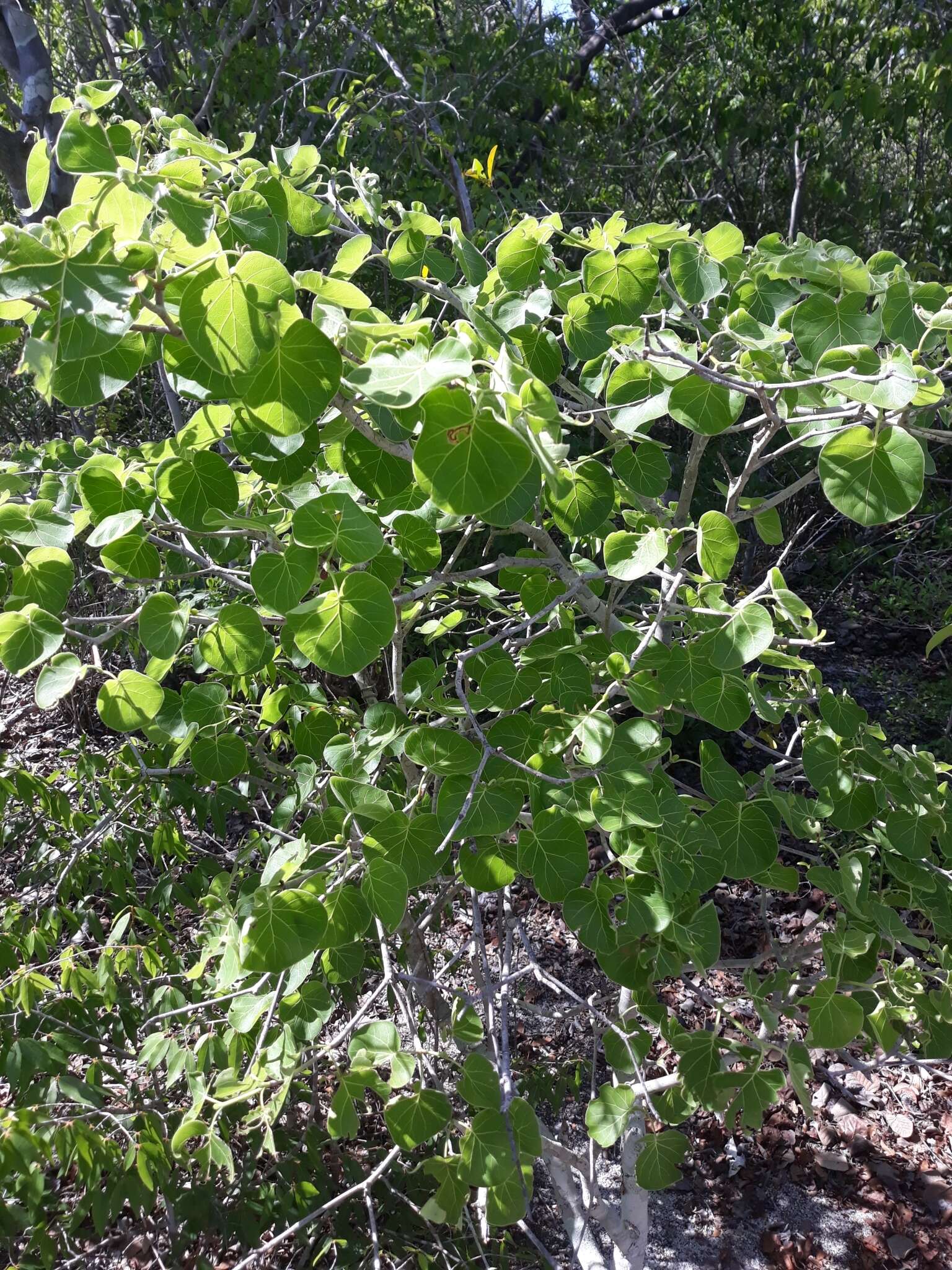 Imagem de Schizenterospermum rotundifolium Homolle ex Arènes