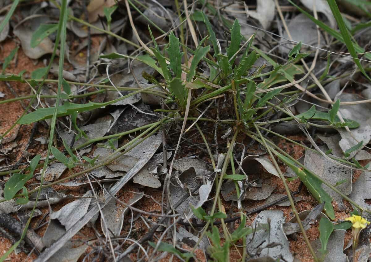 Слика од Goodenia glabra R. Br.