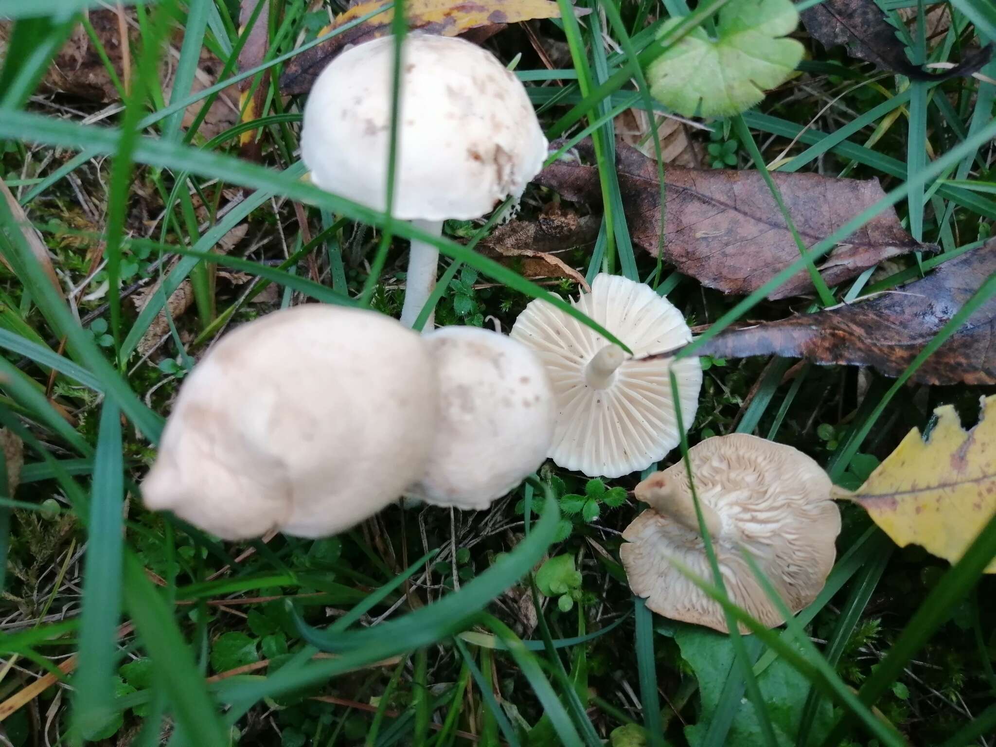 Image of Marasmius collinus (Scop.) Singer 1942