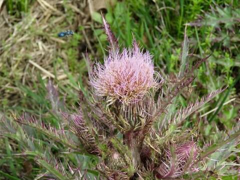 Image of yellow thistle