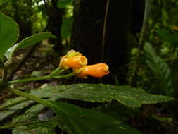 Imagem de Besleria laxiflora Benth.