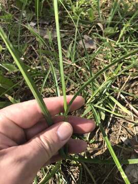 Image of Fly Beak Sedge