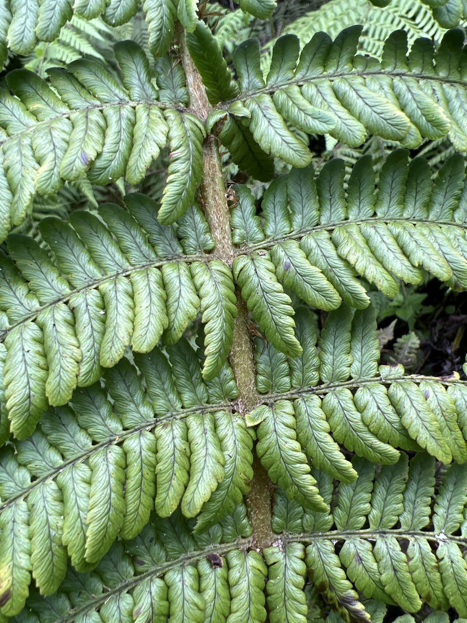 Imagem de Dryopteris subbipinnata W. H. Wagner & Hobdy