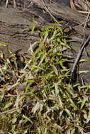 Sivun Persicaria praetermissa (Hook. fil.) Hara kuva