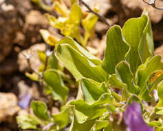 Image of Alstroemeria paupercula Phil.