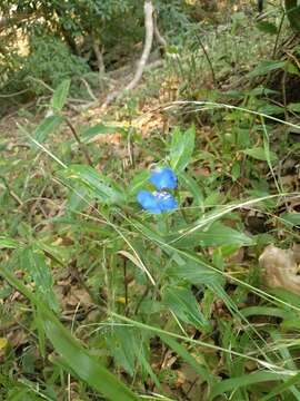 Image of Scurvy weed