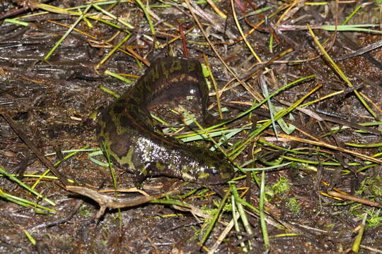 Triturus marmoratus (Latreille 1800) resmi