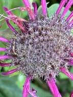 Image of Monarda fistulosa var. rubra A. Gray