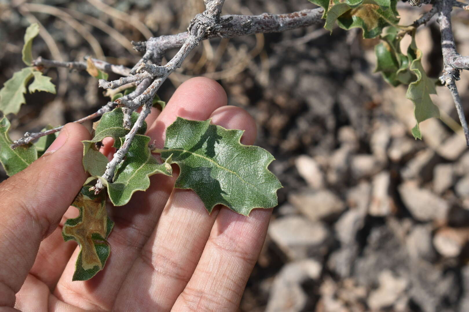 صورة Quercus pungens Liebm.