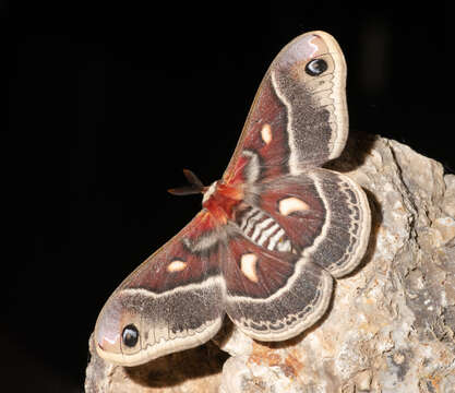 Image of Columbia Silkmoth