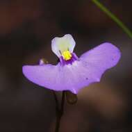 Image of Utricularia paulineae A. Lowrie