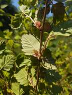 Imagem de Holodiscus discolor var. discolor