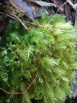 Image of pyrrhobryum moss