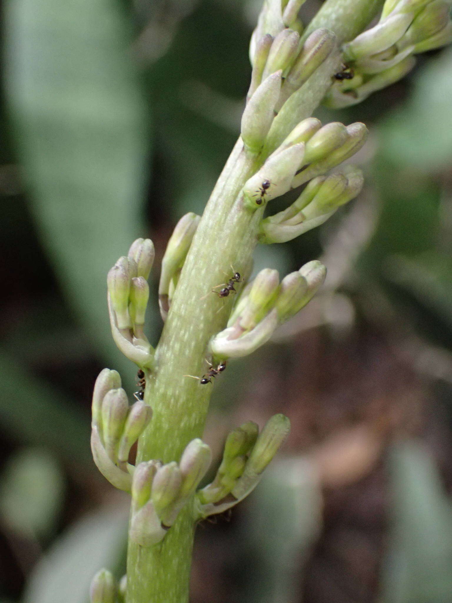 Image of bowstring hemp