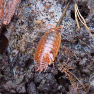 Image of Philoscia Latreille 1804