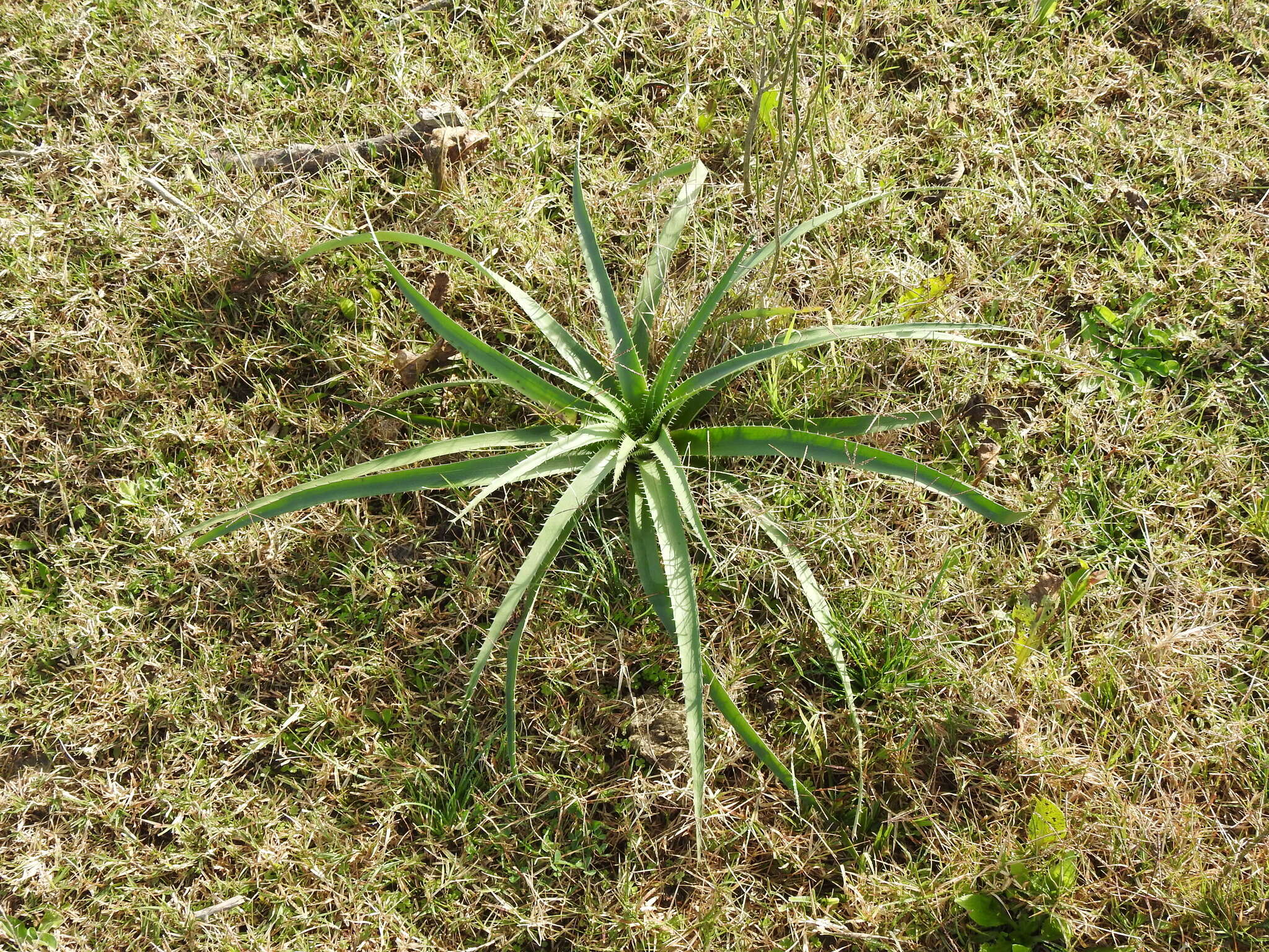 Image of Eryngium horridum Malme