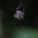 Image of Gasteracantha aureola Mi & Peng 2013