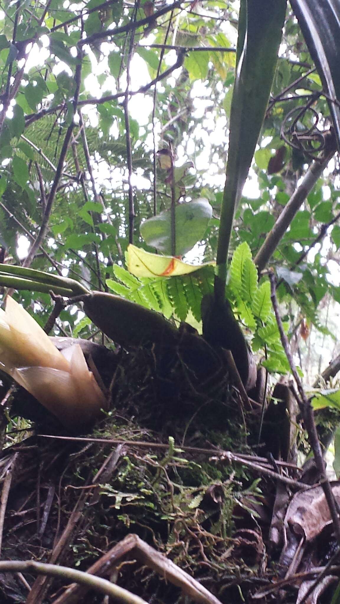 Image of Bulbophyllum occlusum Ridl.