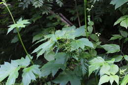 Image of Eleutherospermum cicutarium (M. Bieb.) Boiss.