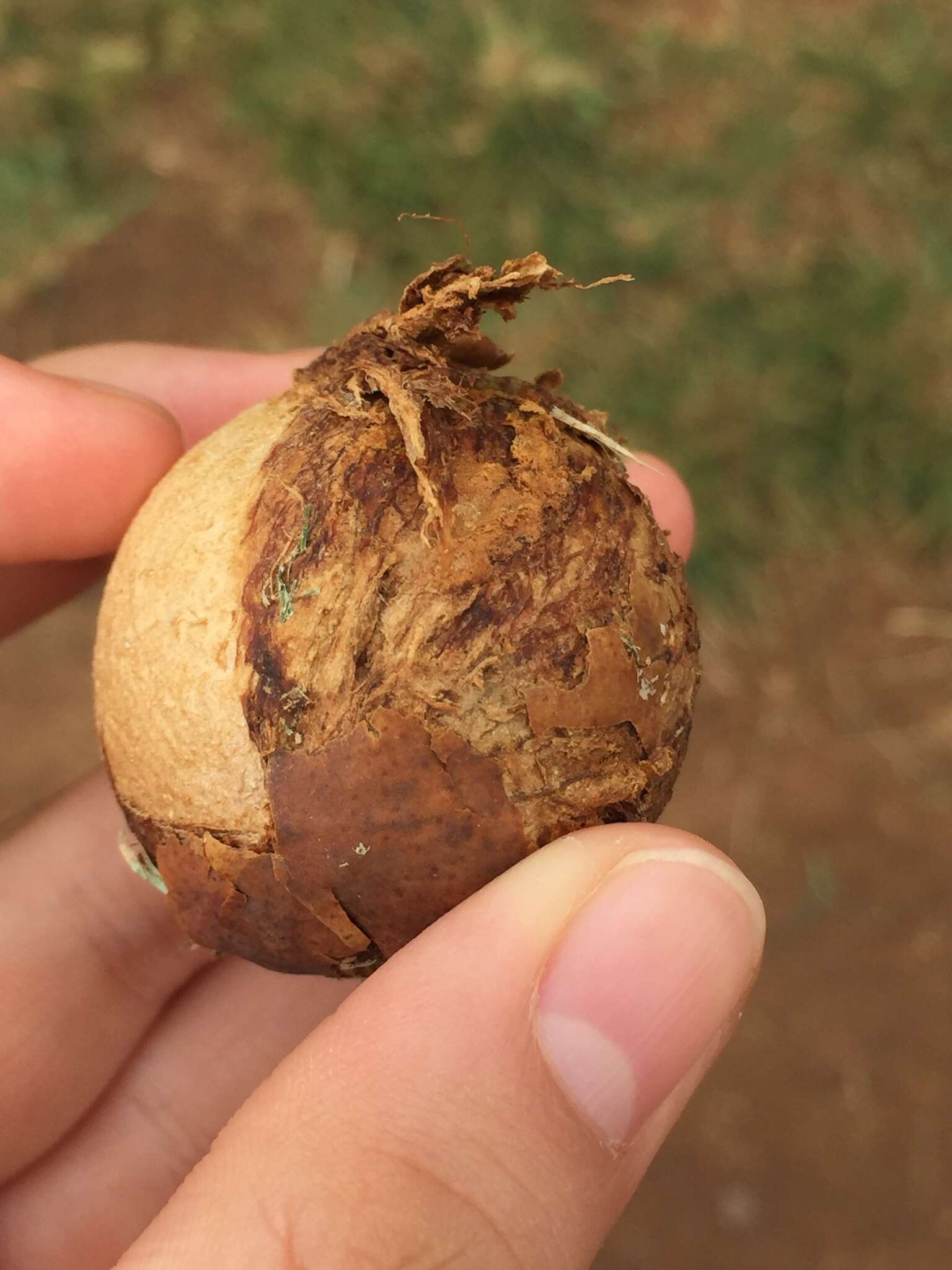 Image of macadamia nut