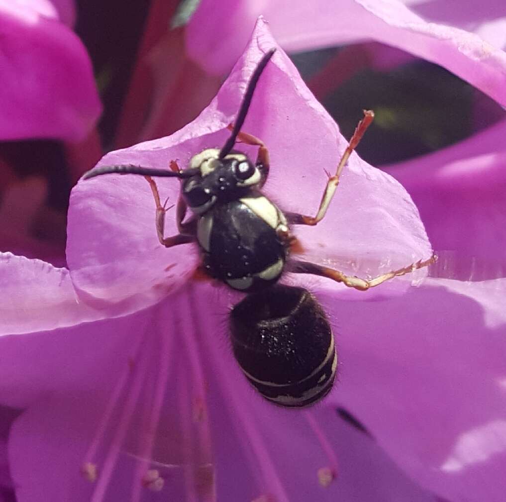 Image de Vespula consobrina (de Saussure 1854)