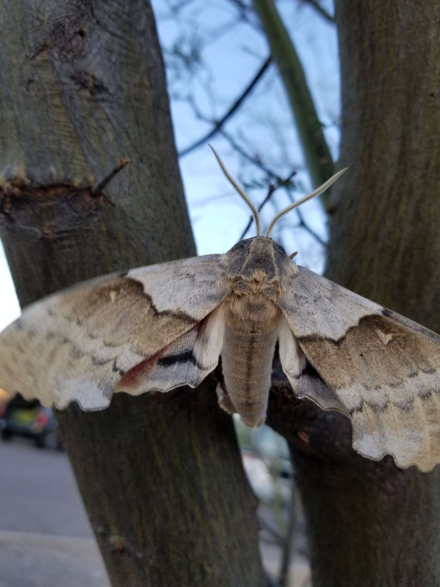 Image of Western Poplar Sphinx