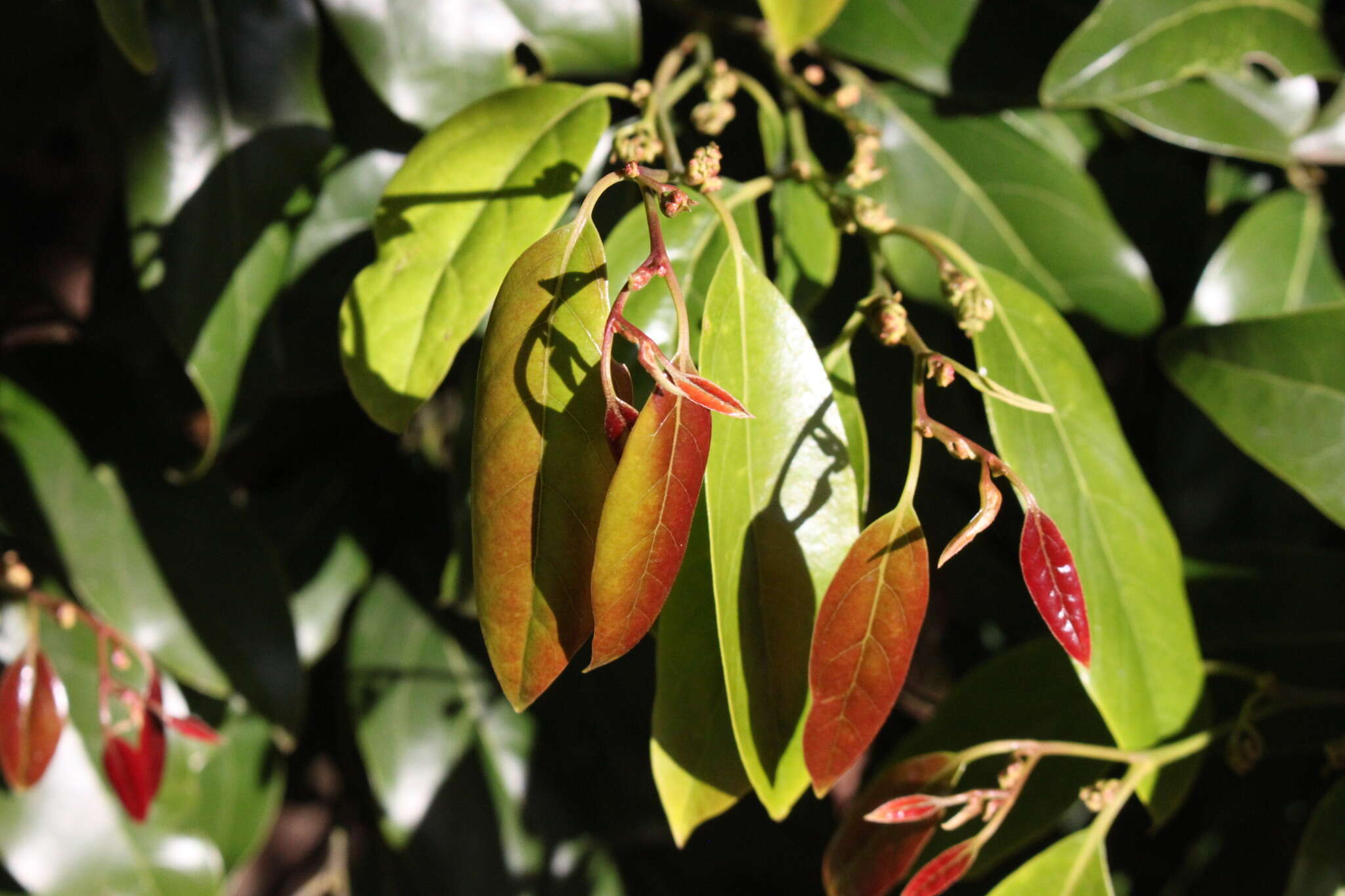 Imagem de Cryptocarya erythroxylon Maiden & Betche