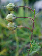 Imagem de Linum alpinum Jacq.