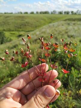 Слика од Euphorbia microcarpa (Prokh.) Krylov