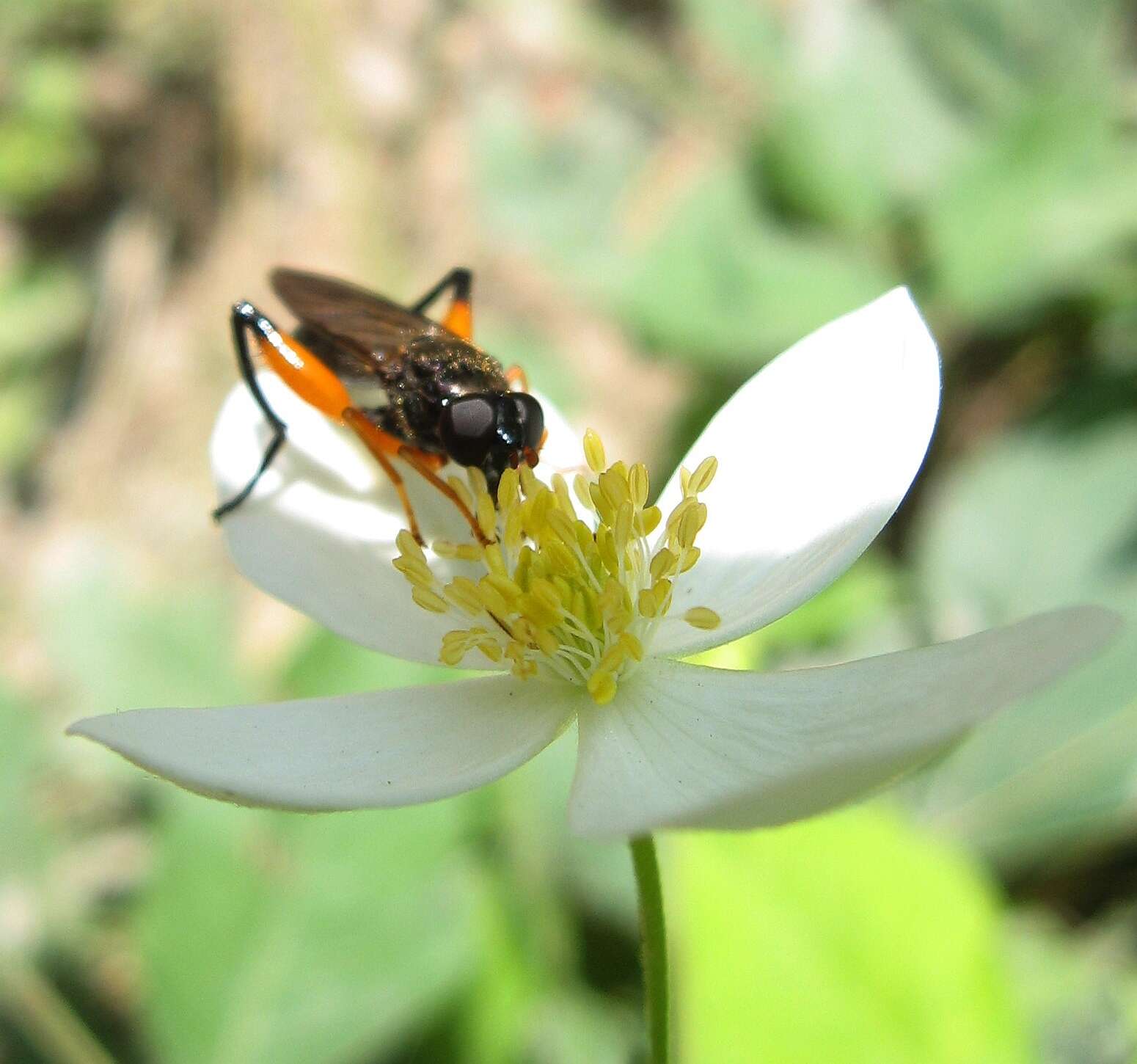 Image of Chalcosyrphus curvaria (Curran 1941)