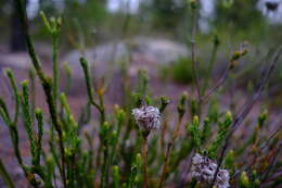 Image of Sorocephalus lanatus (Thunb.) R. Br.