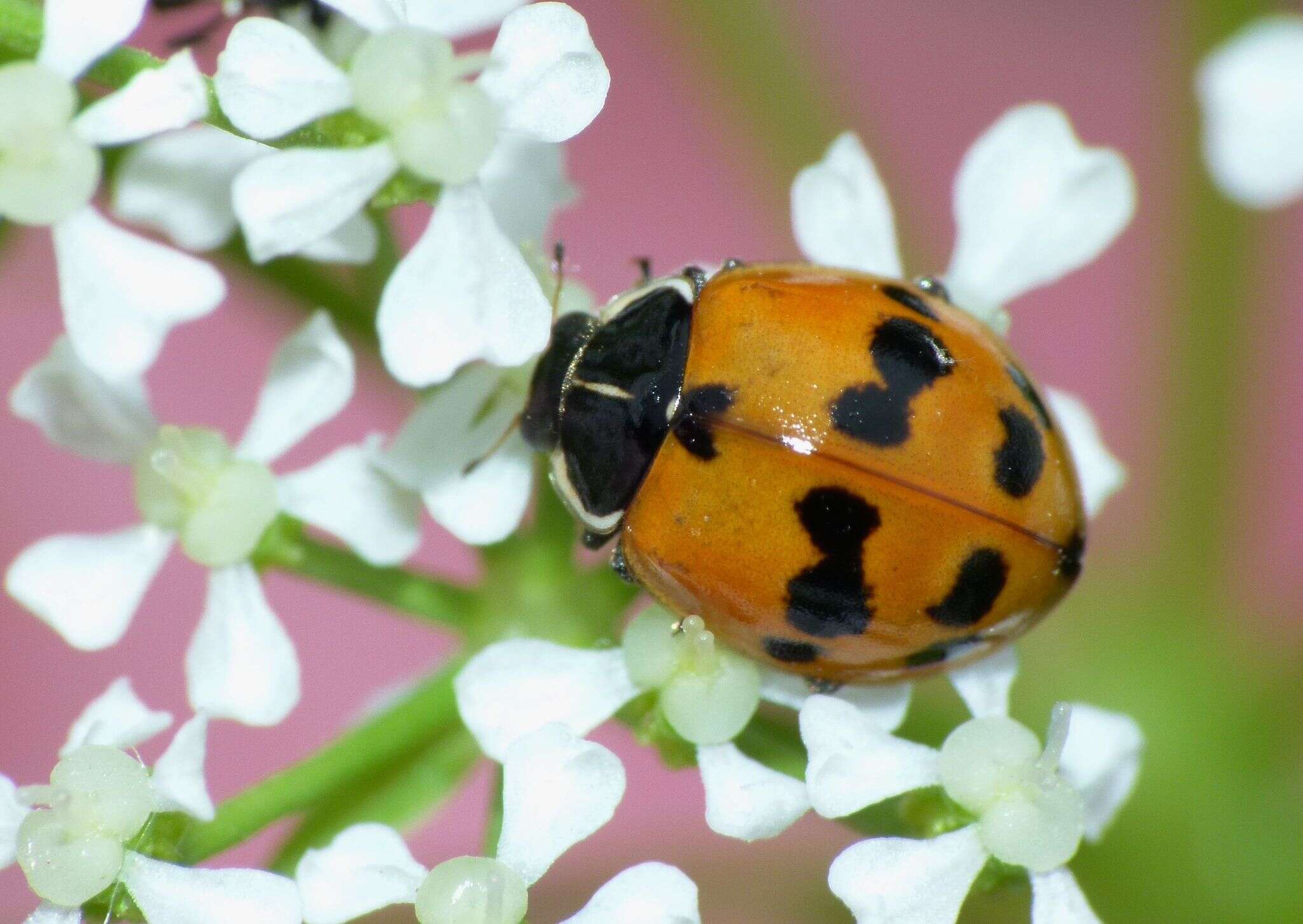 Image of twospotted lady beetle