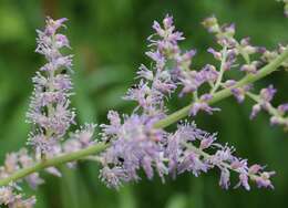 Image of Astilbe microphylla Knoll