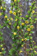 Image of Berberis angulosa Wall.