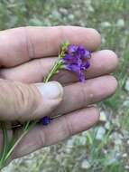 Image of New Mexico beardtongue