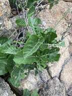 Image of Ipomoea albivenia (Lindl.) Sweet