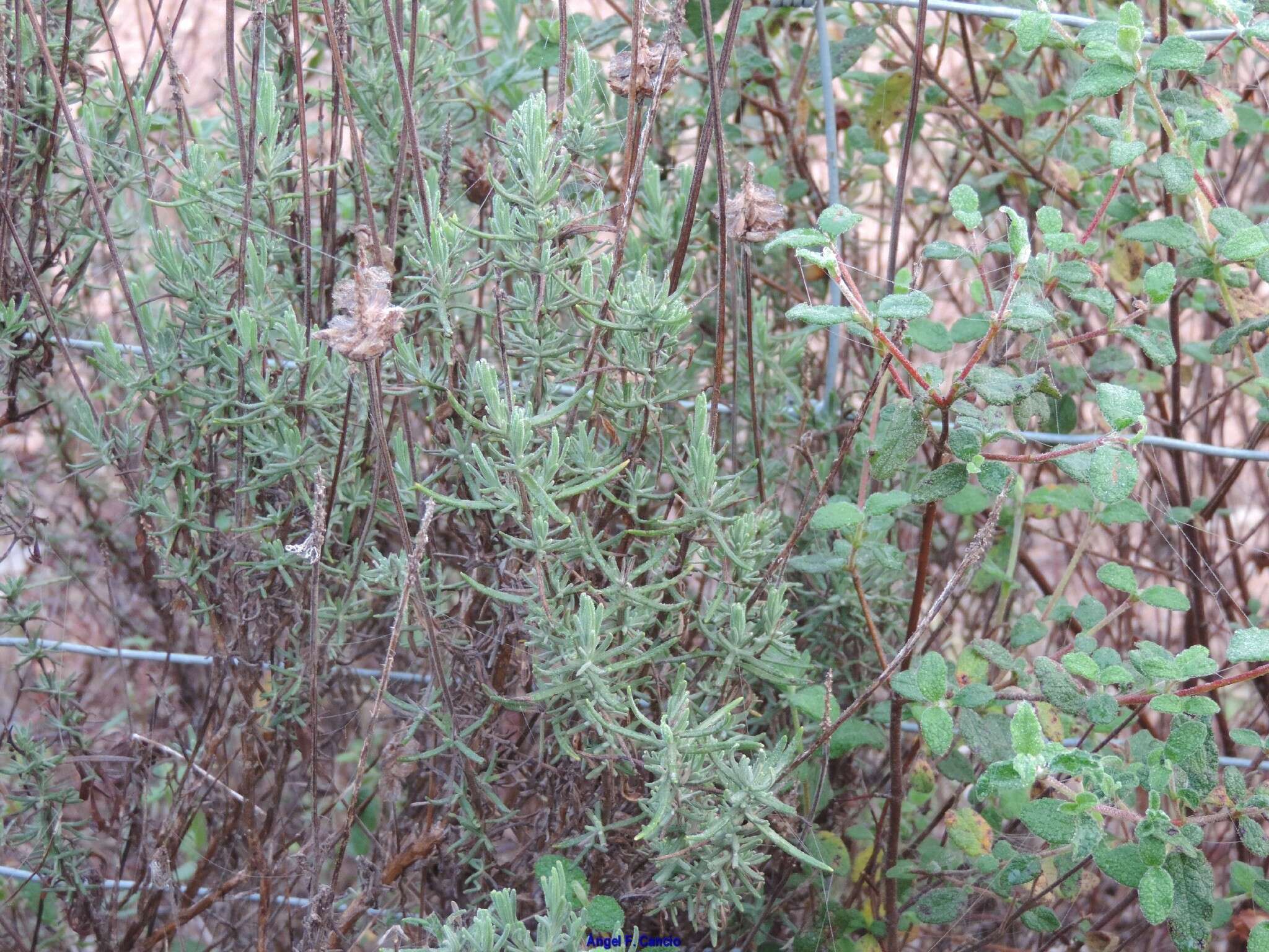 Image of Lavandula pedunculata subsp. sampaiana (Rozeira) Franco