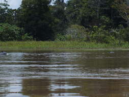 Image of Amazon River Dolphin