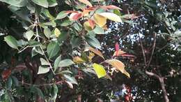 Imagem de Syzygium formosanum (Hayata) Mori