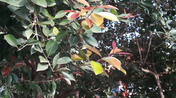 Image of Syzygium formosanum (Hayata) Mori