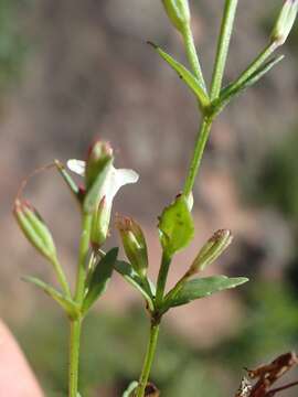 صورة Linderniella nana (Engl.) Eb. Fisch., Schäferh. & Kai Müll.