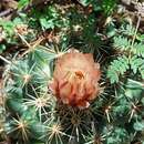 Image of Coryphantha hintoniorum subsp. geoffreyi Dicht & A. Lüthy