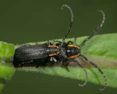 Image of Hemierana marginata ardens (Le Conte 1859)