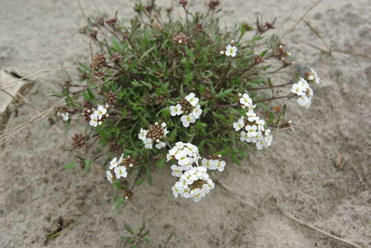 Image of Cochlearia groenlandica L.