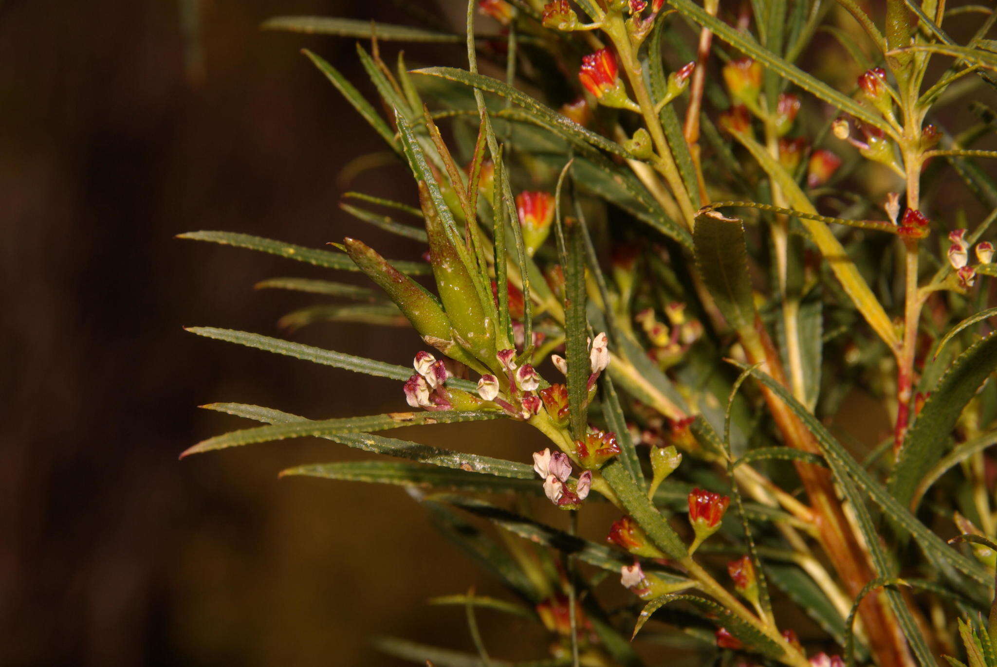 Image of Empleurum unicapsulare (L. fil.) Skeels