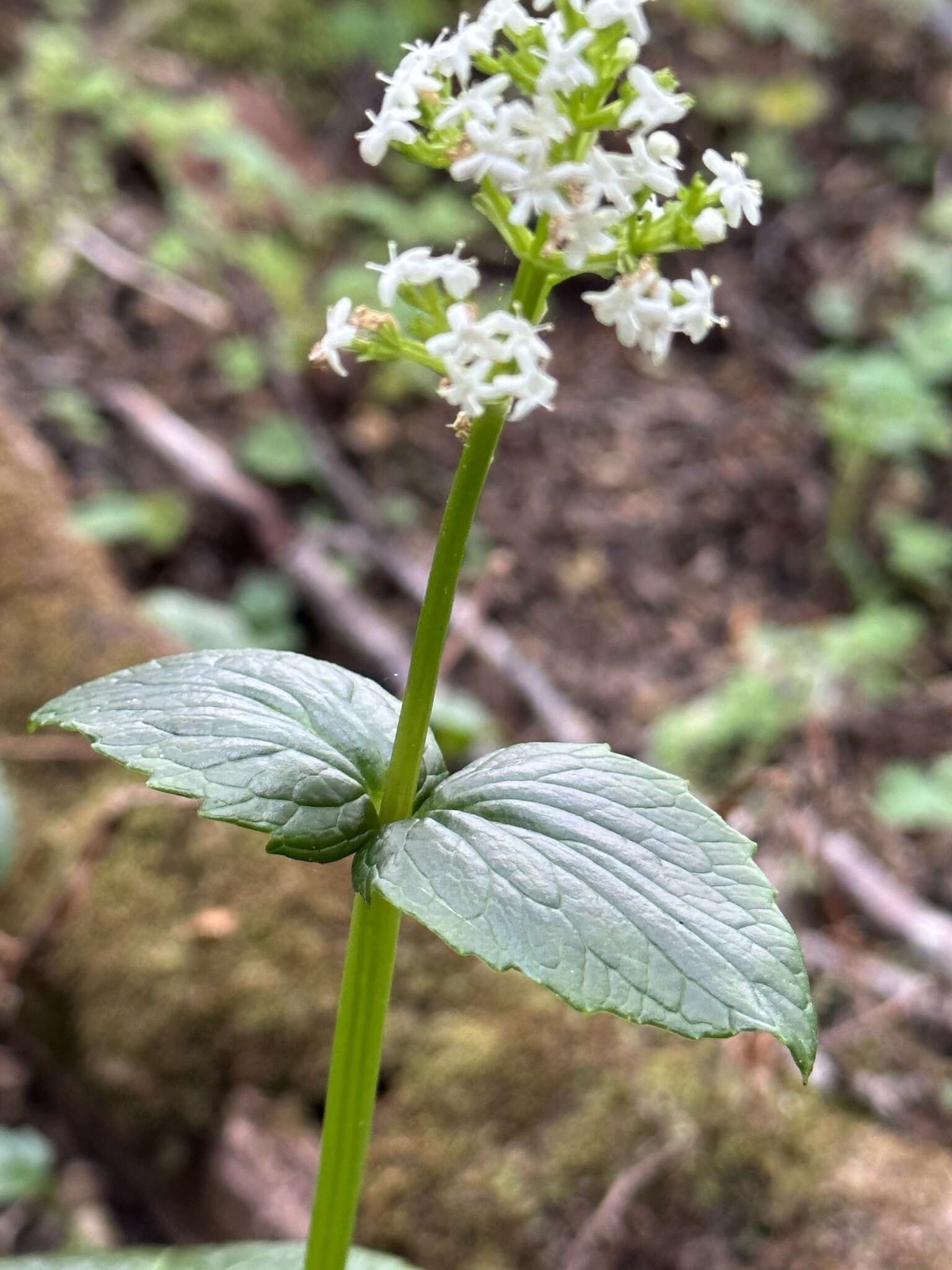 Image of Valeriana lapathifolia Vahl