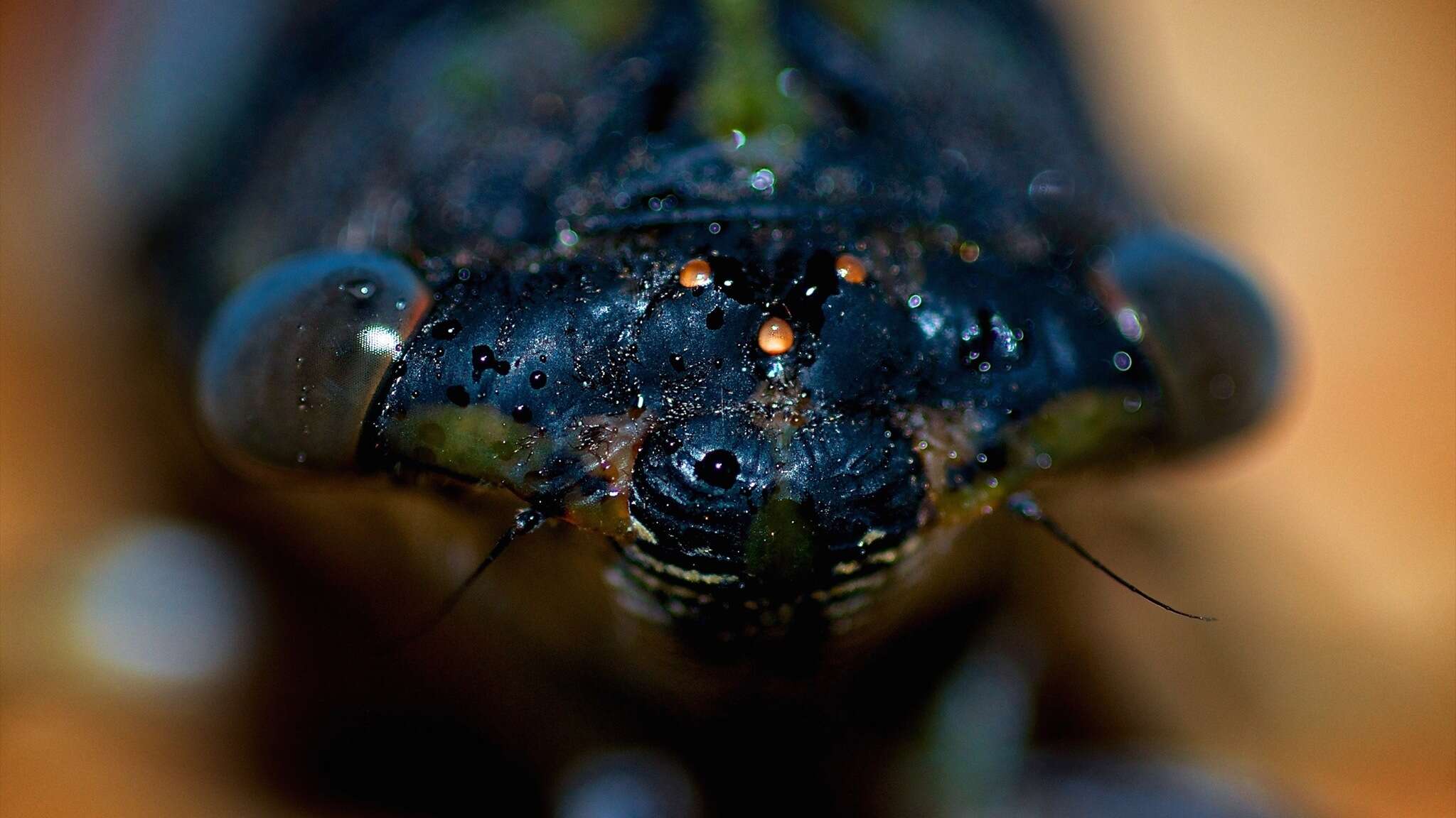 Image of Neotibicen similaris (Smith, J. B. & Grossbeck 1907)