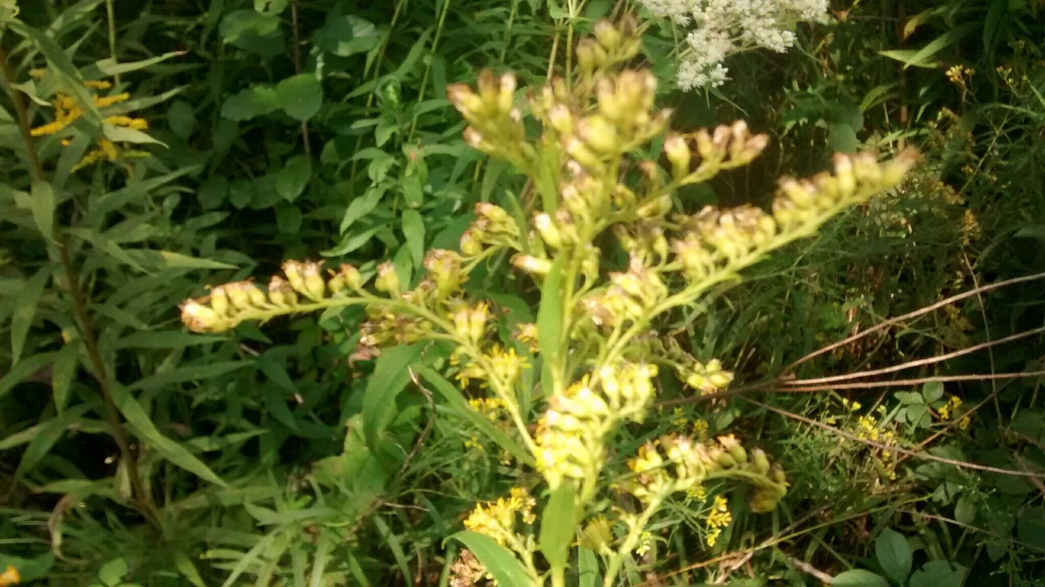 صورة Solidago juncea Ait.